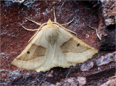 July Belle Moth